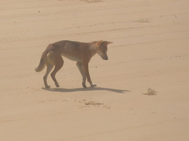 Dingo / Fraser Island