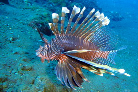 Common Lion Fish