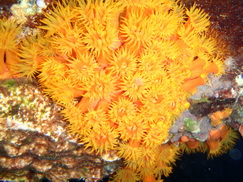 Buddy's Reef - Roosjeskoraal