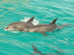 The dolphins