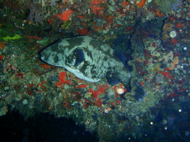 Starry Toadfish