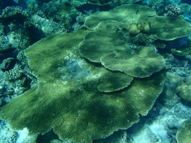 Schitterende koraalplaten