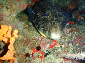 Slapende pufferfish