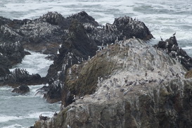 Pelikanen bij Seal Rock