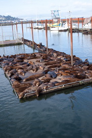 Zeeleeuwen op de pier in Astoria