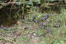 Baby gators